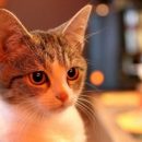 Зоозащитники предупредили, чем опасно для кошек расставание с хозяином