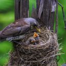 Родительская опека и долгое детство сделали птиц умнее