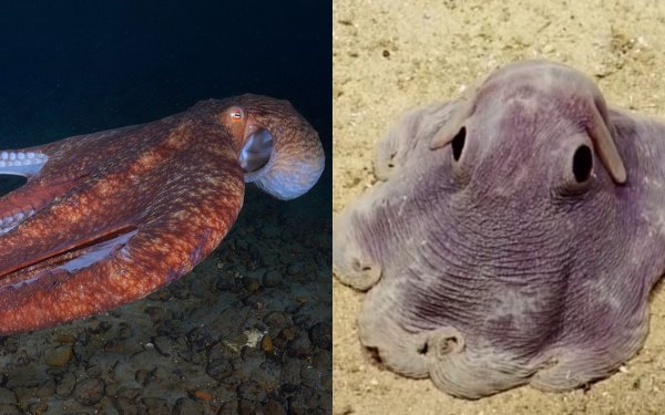 Исследователи сфотографировали живущего на глубине 7 км осьминога «Дамбо»