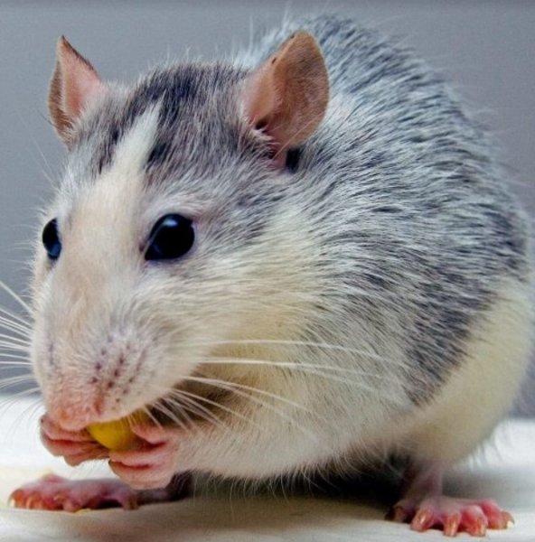 Исследователи имплантировали крысам человеческую мини-печень