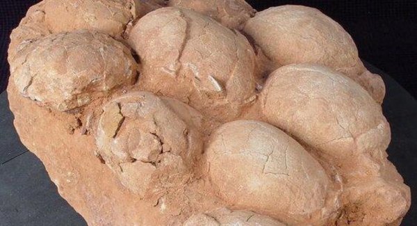 Палеонтологи нашли в яйцах титанозавра остатки аминокислот