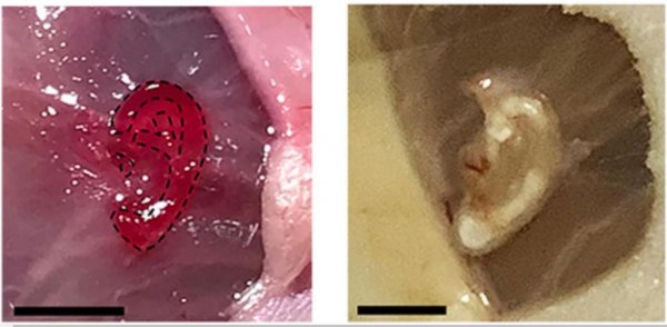3D-биопринтер напечатал искусственное ухо с живыми клетками сквозь кожу мыши