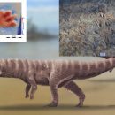 В Южной Корее ученые нашли следы прямоходящего крокодила
