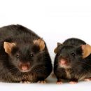 Белок BAM15 помог мышам похудеть без диеты