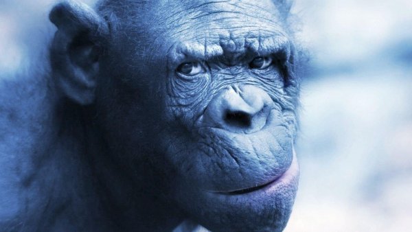 В сердце шимпанзе нашли кости неизвестного происхождения