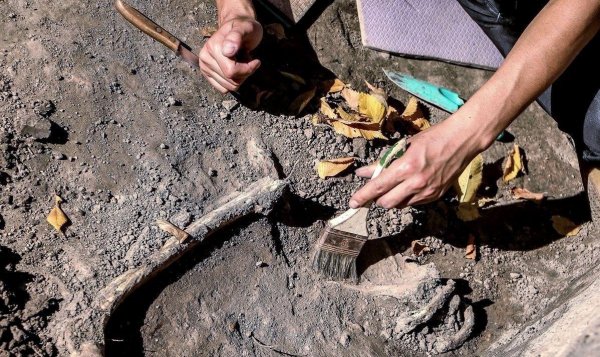 Археологи старейшие в Чили останки древнего млекопитающего