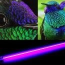 Колибри способны видеть ультрафиолетовые лучи