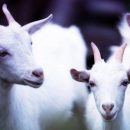 Молоко генномодифицированных коз может стать лекарством от рака