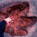 В Австралии найдены следы неизвестного хищного динозавра