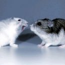 «Гормон любви» окситоцин вызвал агрессию у мышей
