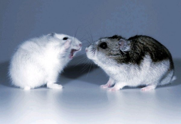 «Гормон любви» окситоцин вызвал агрессию у мышей