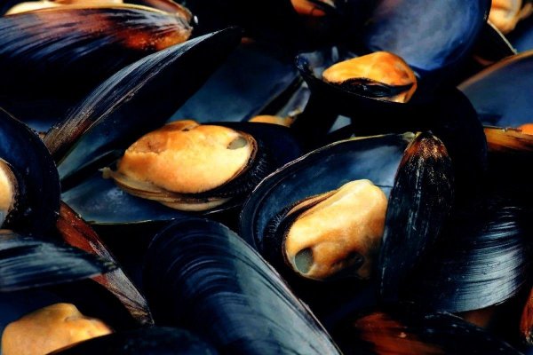 Морская диета из моллюсков помогла выжить древним мигрантам